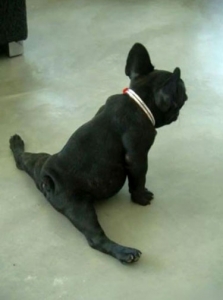 chien-grand-écart-yoga
