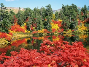 automne-hokkaido-japon