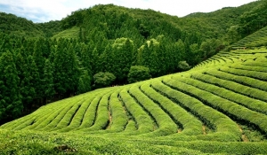 coree-plantation-the-boseong